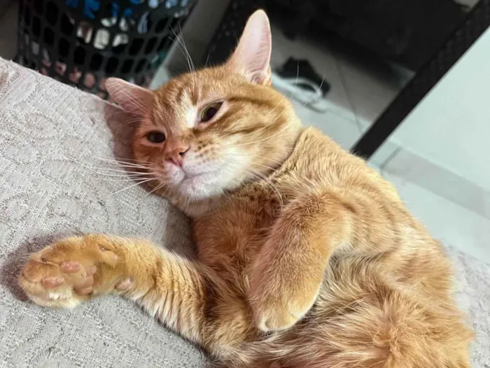 Gato ra a SRD-ViraLata idade 1 ano nome Bartolomeu