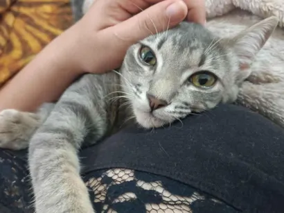 Gato raça SRD-ViraLata idade 2 anos nome Mia