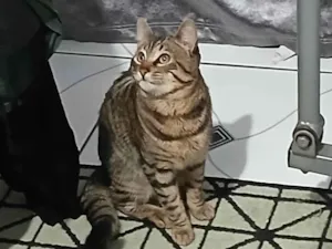 Gato raça SRD-ViraLata idade 7 a 11 meses nome Gato rajado