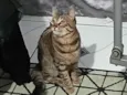 Gato rajado