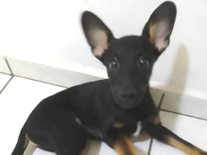 Cachorro ra a SRD-ViraLata idade 2 a 6 meses nome Buncky