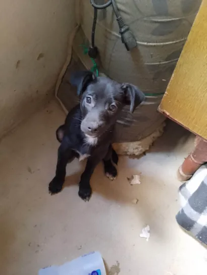 Cachorro raça Labrador idade 2 a 6 meses nome Luke