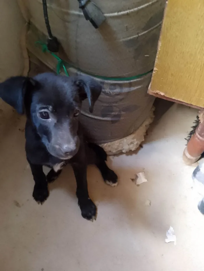 Cachorro ra a Labrador idade 2 a 6 meses nome Luke