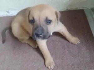Cachorro raça SRD-ViraLata idade Abaixo de 2 meses nome Sem nome _ Fêmea
