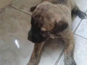 Cachorro raça SRD-ViraLata idade Abaixo de 2 meses nome Sem nome _ Fêmea 2