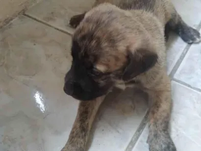 Cachorro raça SRD-ViraLata idade Abaixo de 2 meses nome Sem nome _ Fêmea 2
