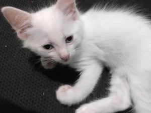 Gato raça SRD-ViraLata idade 2 a 6 meses nome Floquinho 