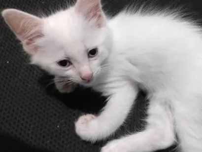 Gato raça SRD-ViraLata idade 2 a 6 meses nome Floquinho 