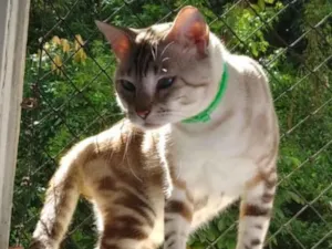 Gato raça SRD-ViraLata idade 5 anos nome Hanuman 