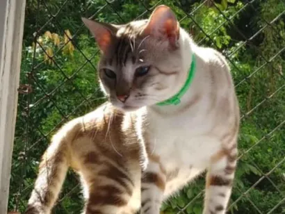 Gato raça SRD-ViraLata idade 5 anos nome Hanuman 