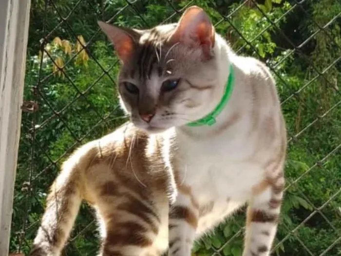 Gato ra a SRD-ViraLata idade 5 anos nome Hanuman 