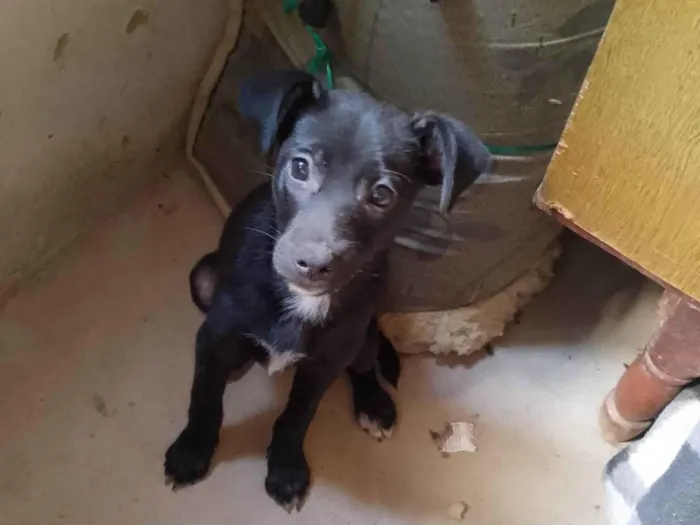 Cachorro ra a Labrador idade 2 a 6 meses nome Luke
