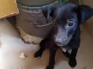 Cachorro raça Labrador idade 2 a 6 meses nome Luke