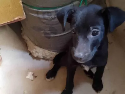 Cachorro raça Labrador idade 2 a 6 meses nome Luke