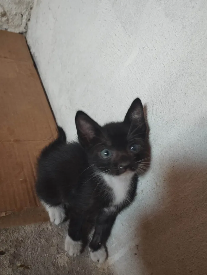 Gato ra a SRD-ViraLata idade 1 ano nome Luna
