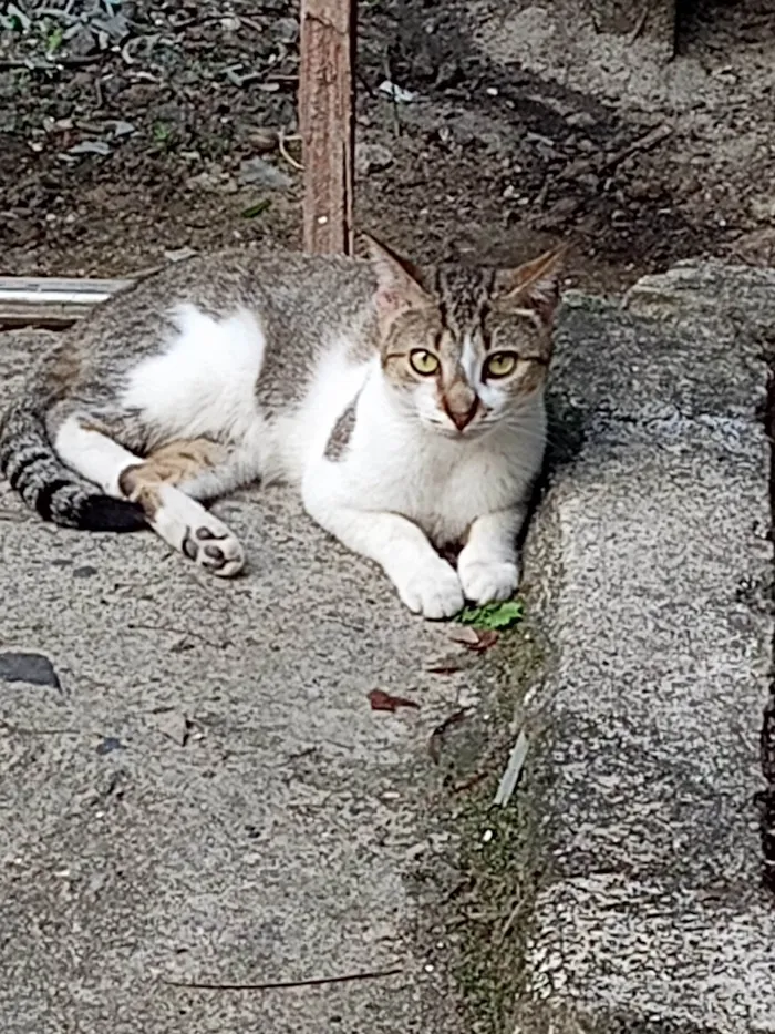 Gato ra a SRD-ViraLata idade 1 ano nome Ligeirinha 