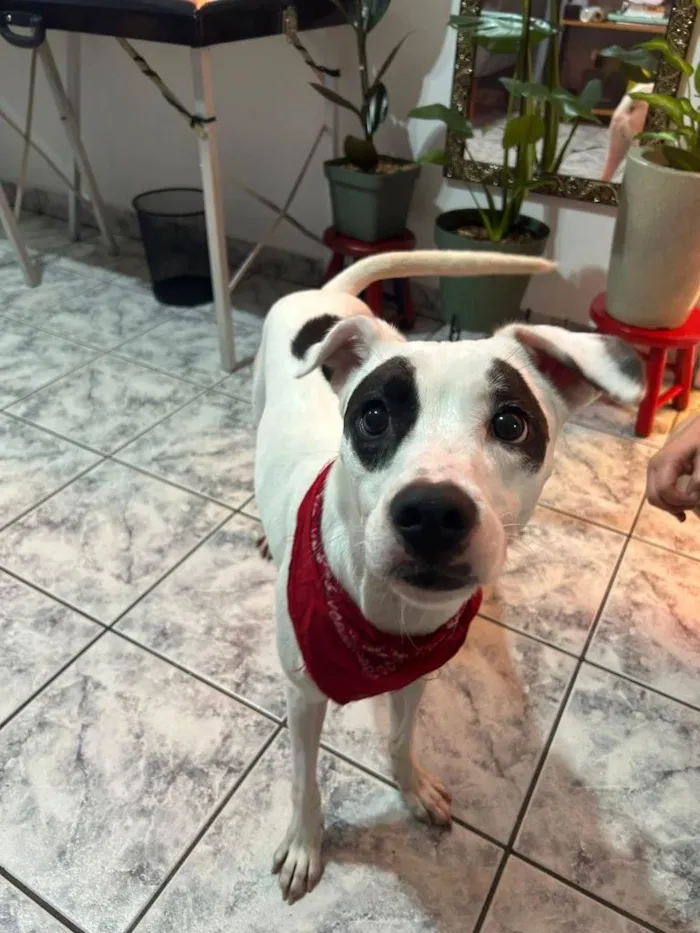 Cachorro ra a SRD-ViraLata idade 2 anos nome Bella 