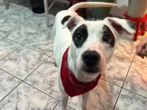 Cachorro raça SRD-ViraLata idade 2 anos nome Bella 
