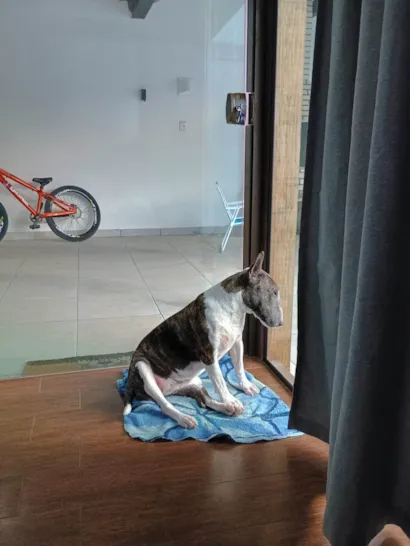 Cachorro raça SRD-ViraLata idade 6 ou mais anos nome Tigresa 