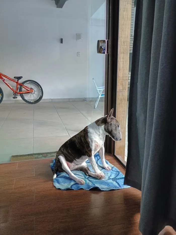 Cachorro ra a SRD-ViraLata idade 6 ou mais anos nome Tigresa 