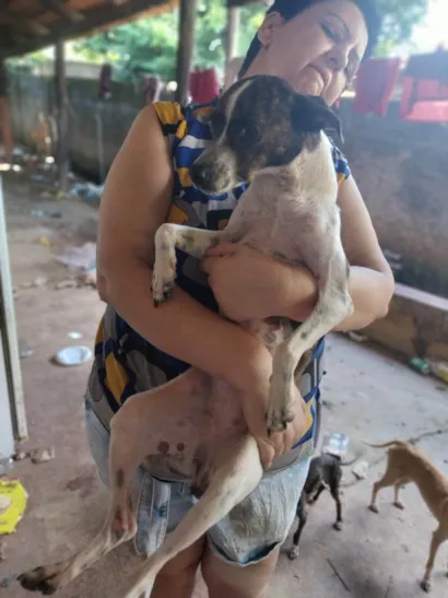 Cachorro raça SRD-ViraLata idade 1 ano nome Rajadinha 