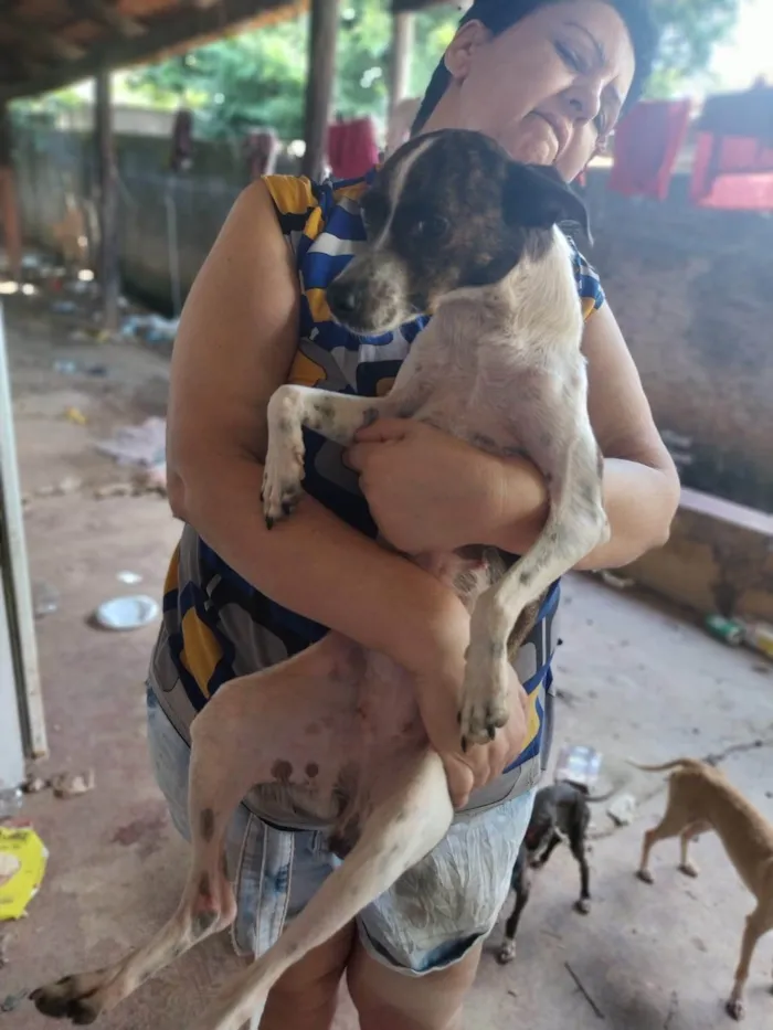 Cachorro ra a SRD-ViraLata idade 1 ano nome Rajadinha 