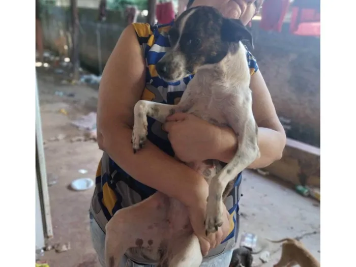 Cachorro ra a SRD-ViraLata idade 1 ano nome Rajadinha 