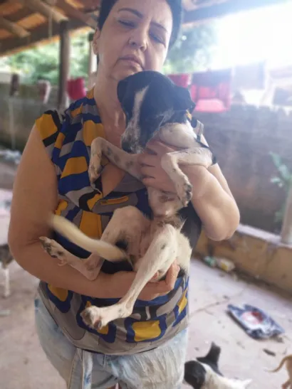 Cachorro raça SRD-ViraLata idade 1 ano nome Pintadinha 