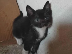 Gato raça SRD-ViraLata idade 2 a 6 meses nome Sem nome por enquanto 