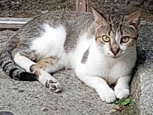 Gato raça SRD-ViraLata idade 1 ano nome Ligeirinha 