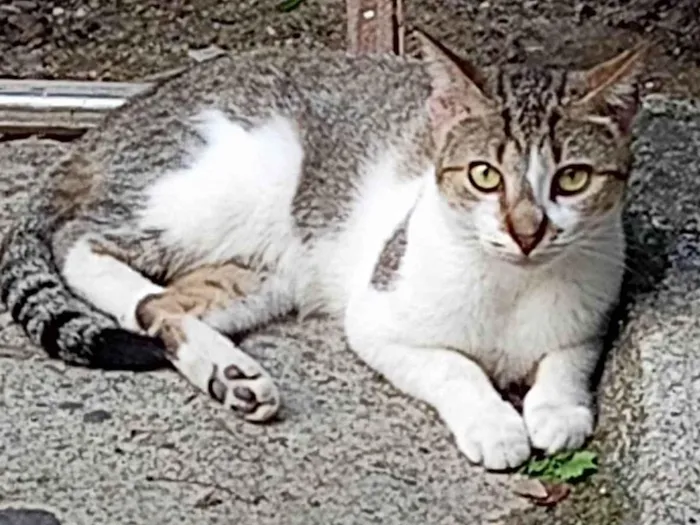 Gato ra a SRD-ViraLata idade 1 ano nome Ligeirinha 