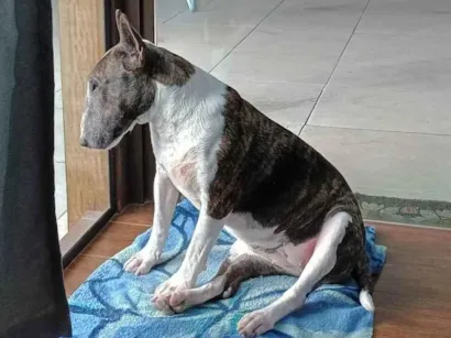 Cachorro raça SRD-ViraLata idade 6 ou mais anos nome Tigresa 