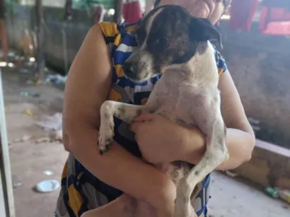 Cachorro raça SRD-ViraLata idade 1 ano nome Rajadinha 