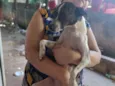 Rajadinha
