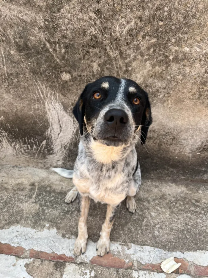 Cachorro ra a SRD-ViraLata idade 1 ano nome Doguinho