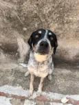 Doguinho