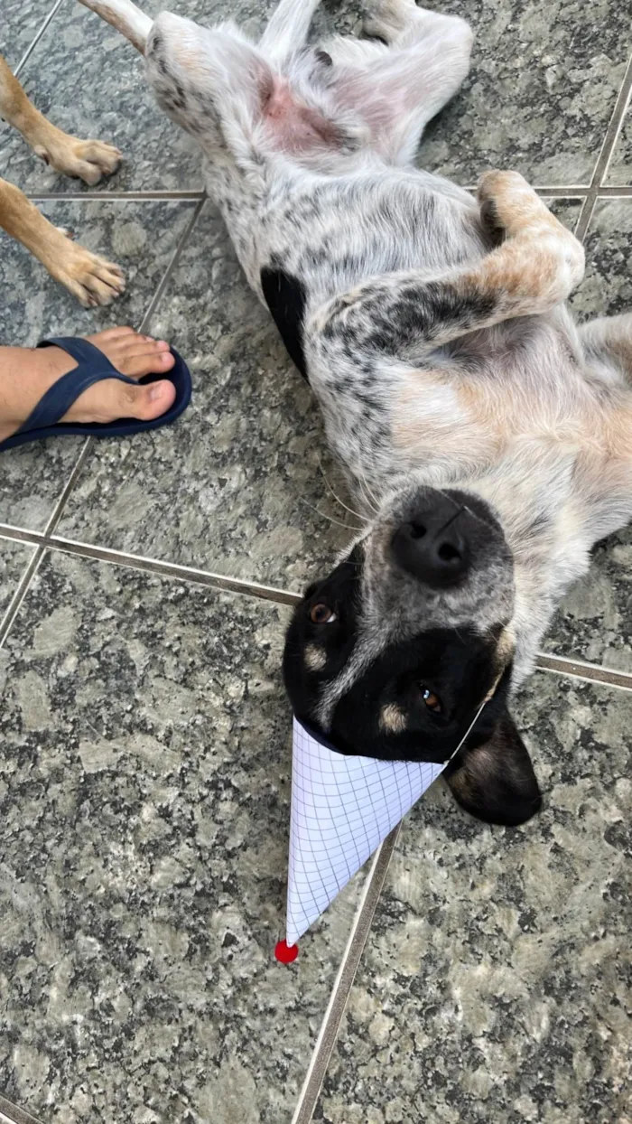 Cachorro ra a SRD-ViraLata idade 1 ano nome Doguinho