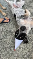 Doguinho