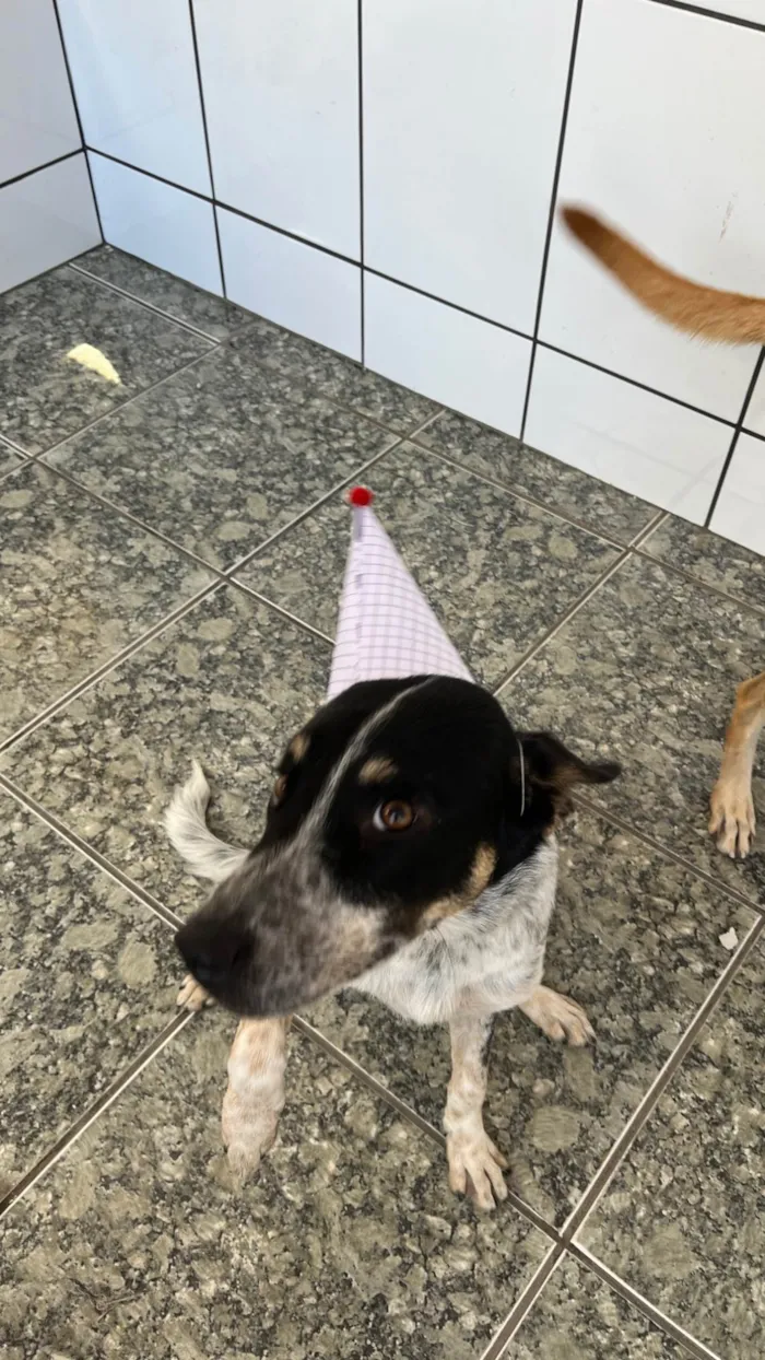 Cachorro ra a SRD-ViraLata idade 1 ano nome Doguinho