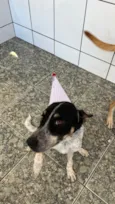 Doguinho