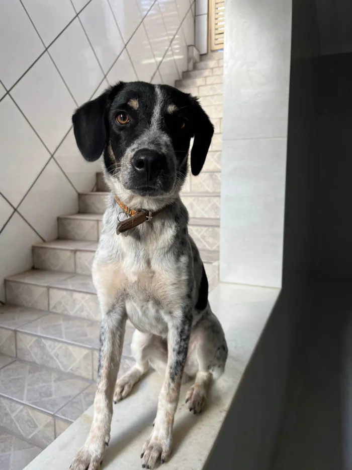 Cachorro ra a SRD-ViraLata idade 1 ano nome Doguinho