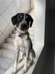 Doguinho