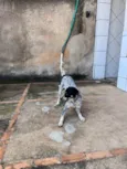 Doguinho