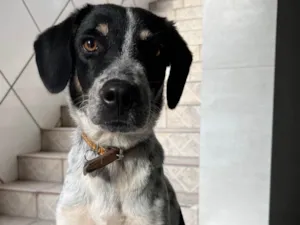 Cachorro raça SRD-ViraLata idade 1 ano nome Doguinho
