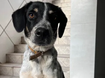 Cachorro raça SRD-ViraLata idade 1 ano nome Doguinho