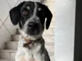 Doguinho