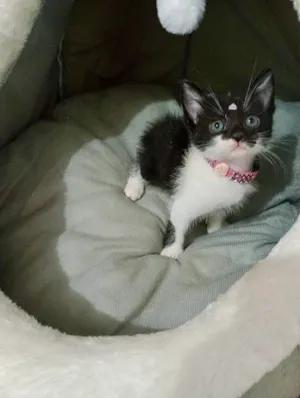 Gato raça SRD-ViraLata idade Abaixo de 2 meses nome Flor