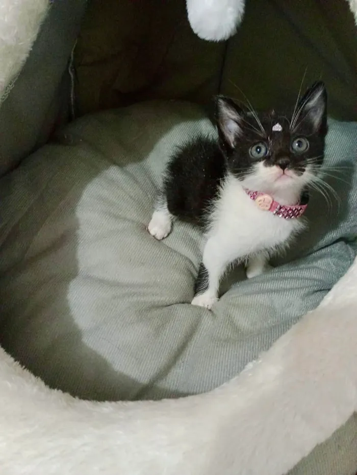 Gato ra a SRD-ViraLata idade Abaixo de 2 meses nome Flor