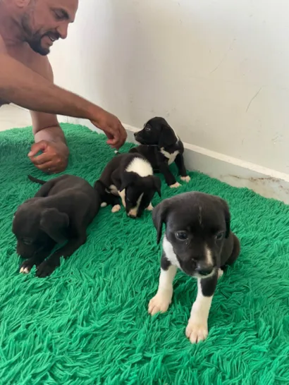Cachorro raça Labrador idade Abaixo de 2 meses nome Filhotes para adoção 