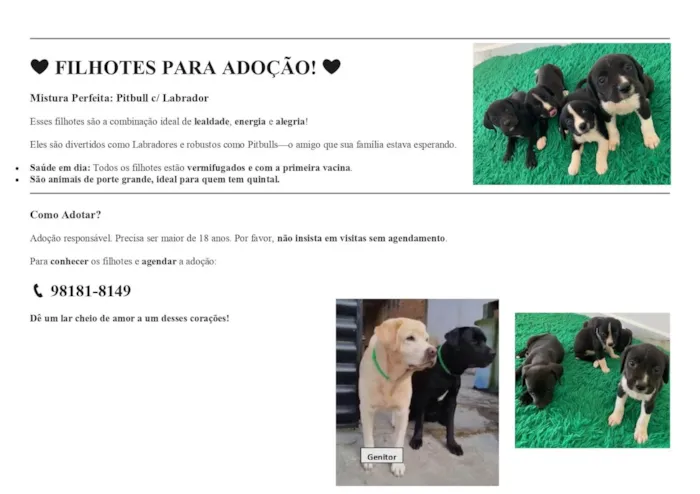 Cachorro ra a Labrador idade Abaixo de 2 meses nome Filhotes para adoção 